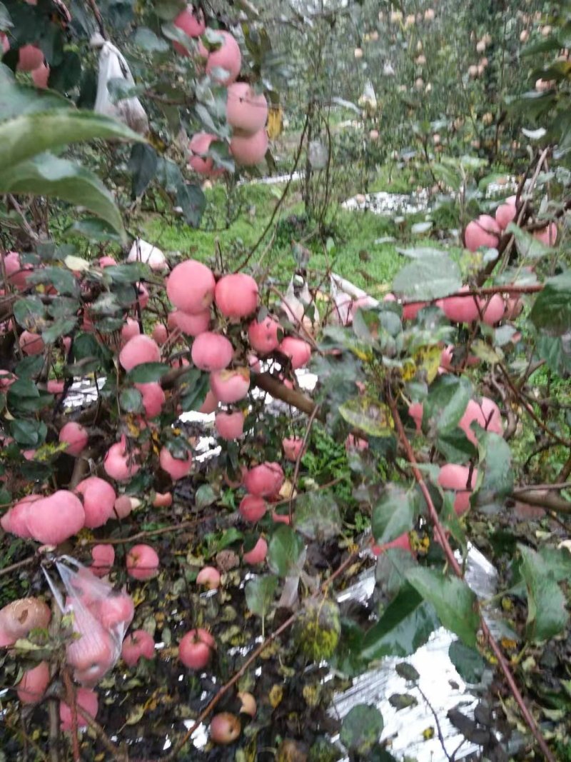 陕西高原红富士甜，汁多