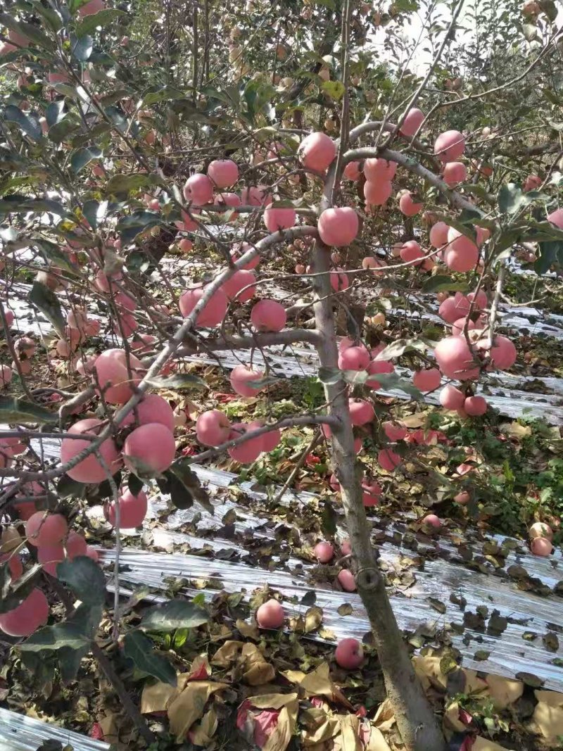 陕西高原红富士甜，汁多