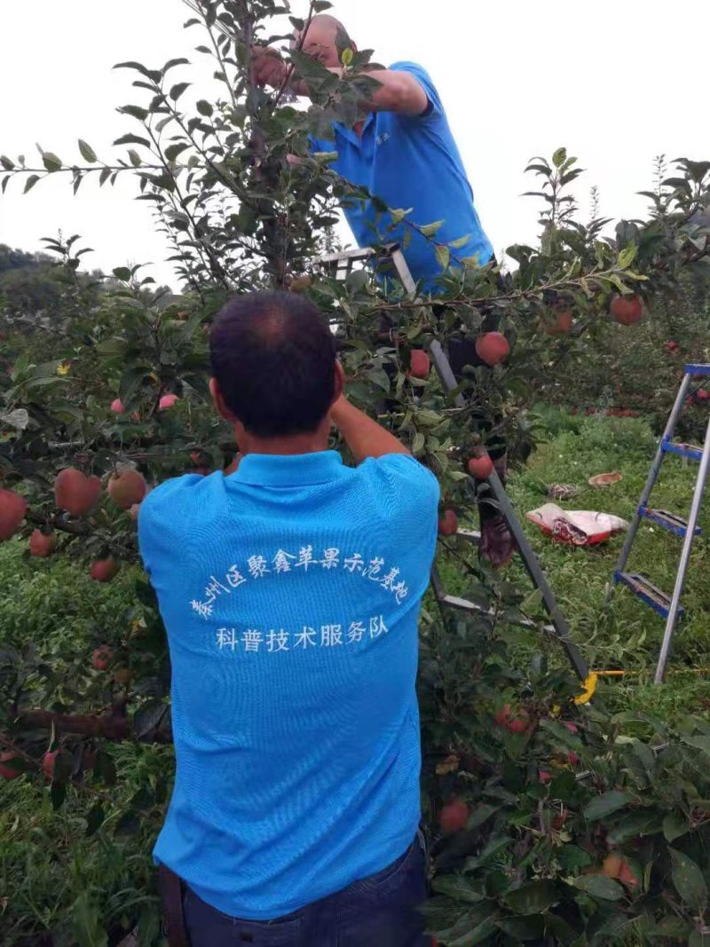 天水高山上的花牛苹果，