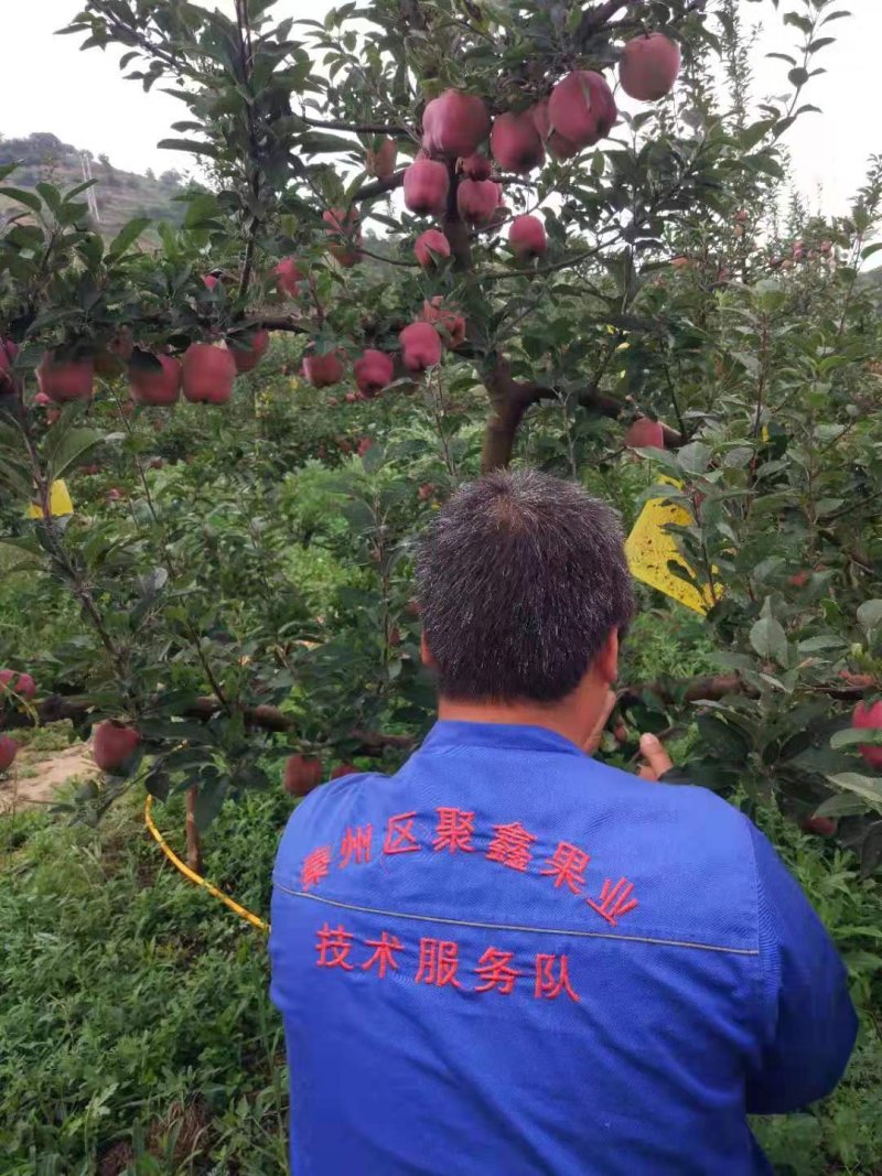 天水高山上的花牛苹果，