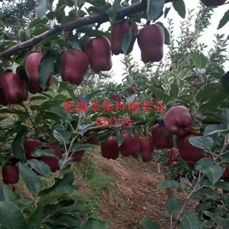 天水高山上的花牛苹果，