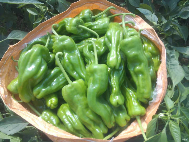 薄皮椒，线椒，大量上市，需要的老板可以提前预定