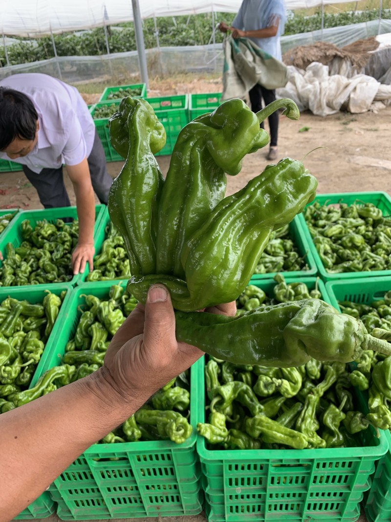 薄皮椒，线椒，大量上市，需要的老板可以提前预定