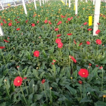 山东鲜花基地直供扶郎鲜花批发非洲菊一扎20支婚车插花蓝