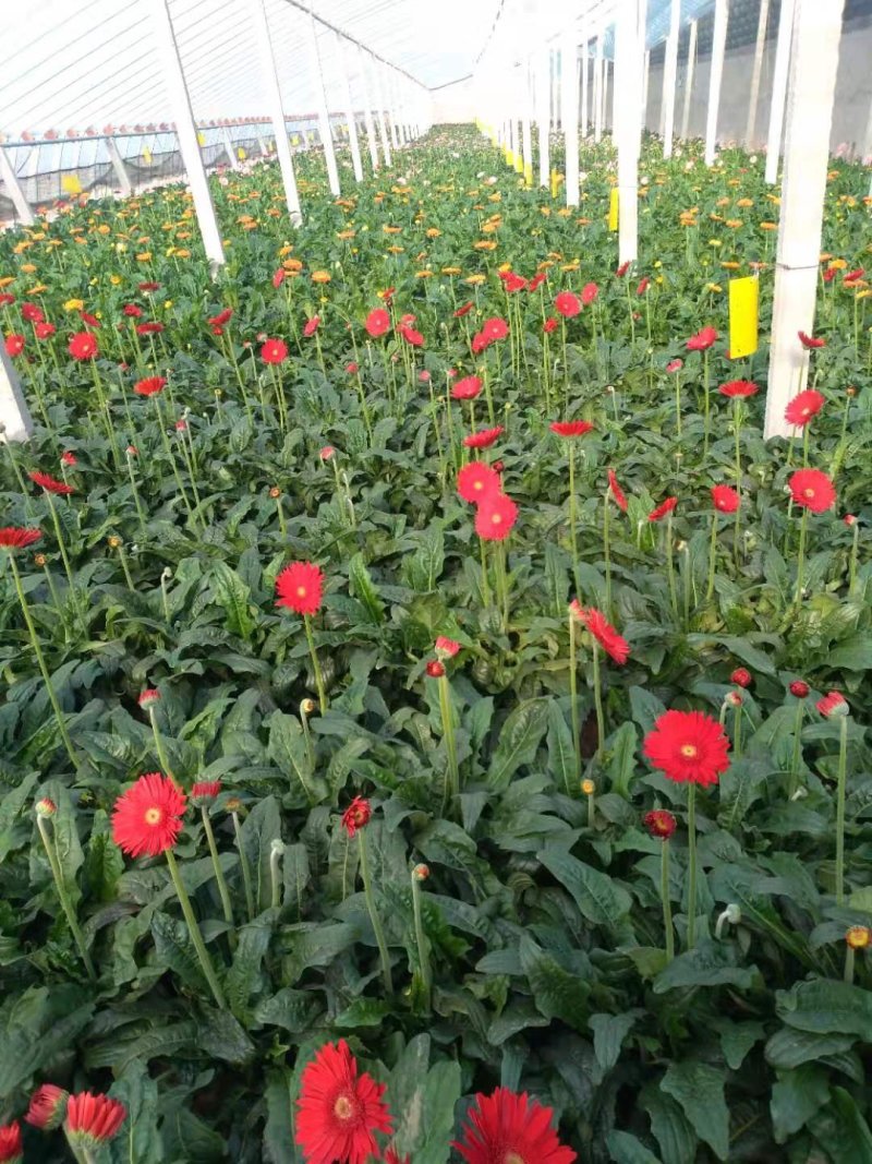 山东鲜花基地直供扶郎鲜花批发非洲菊一扎20支婚车插花蓝
