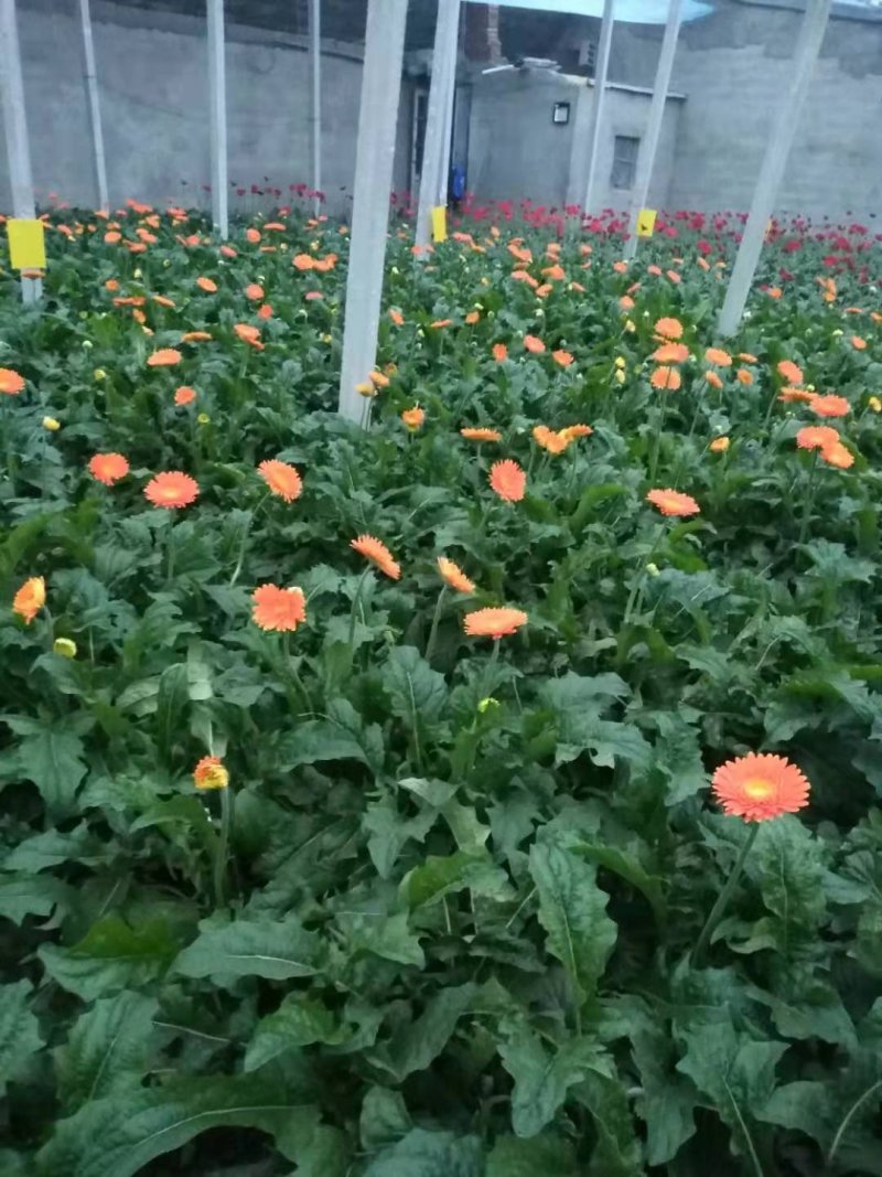 山东鲜花基地直供扶郎鲜花批发非洲菊一扎20支婚车插花蓝