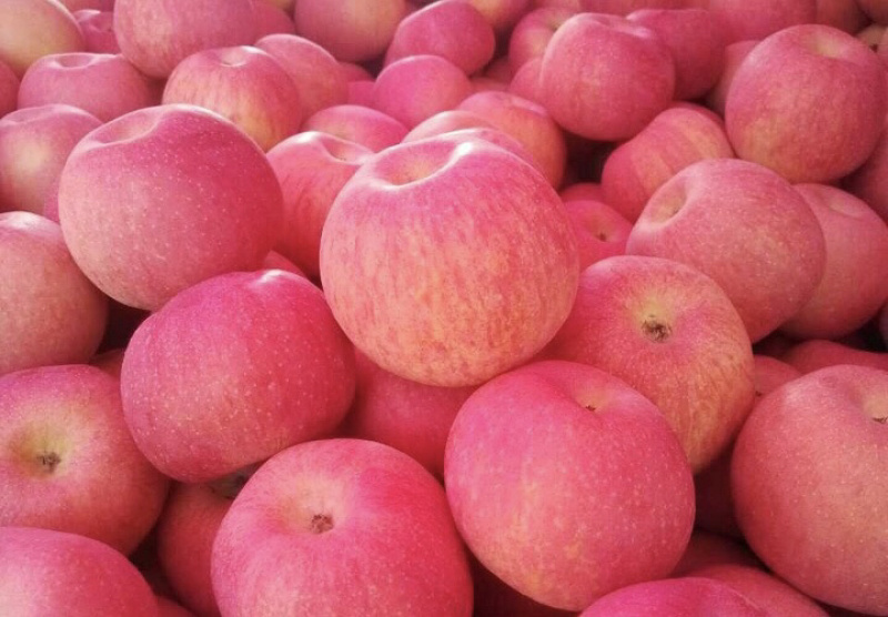 ［红富士苹果🍎］大量上市中→膜袋纸袋精品果