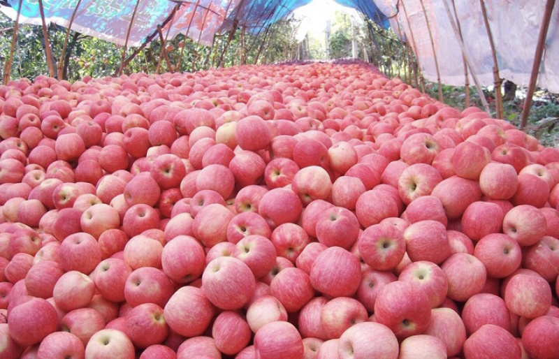 ［红富士苹果🍎］大量上市中→膜袋纸袋精品果