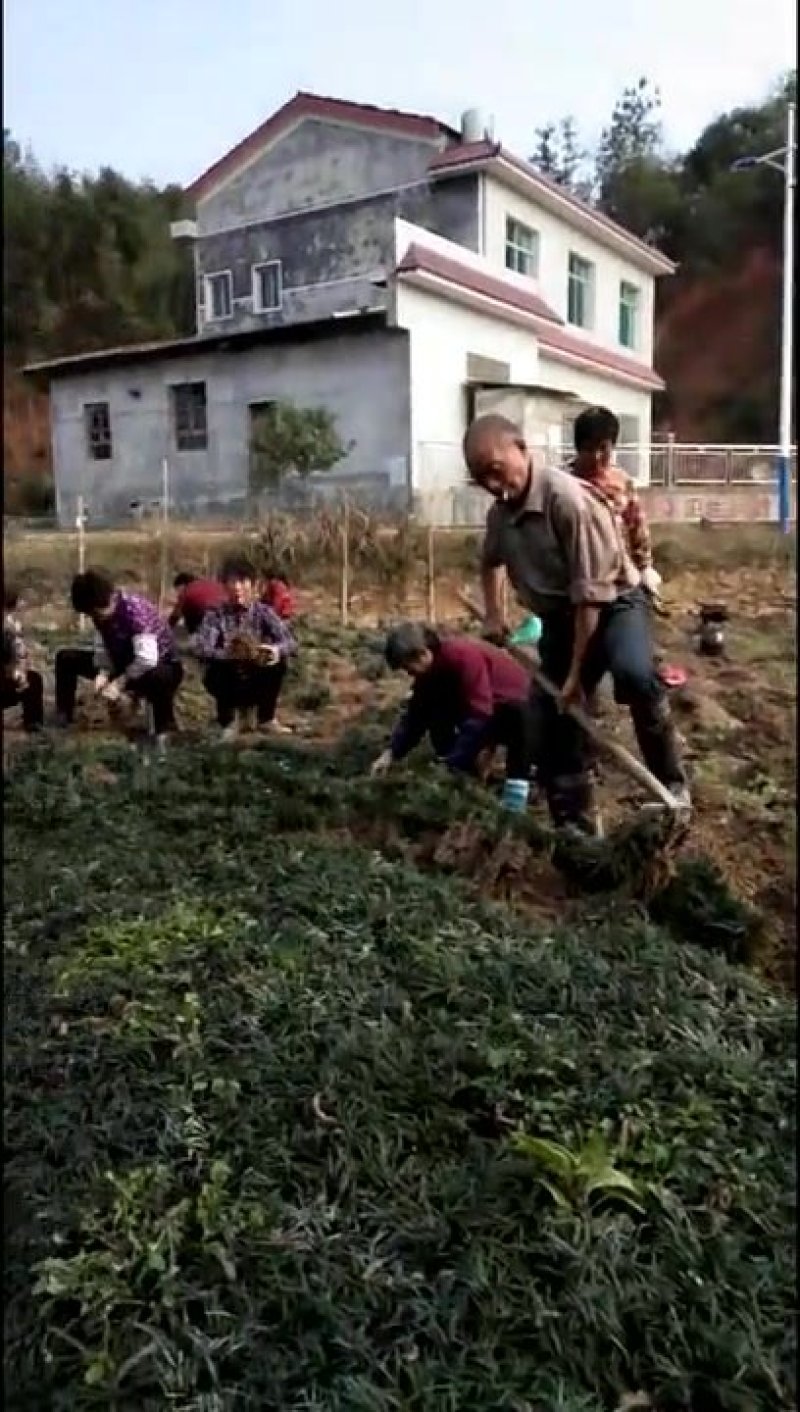 麦冬草、庭院景观专用，技术支持量大优惠