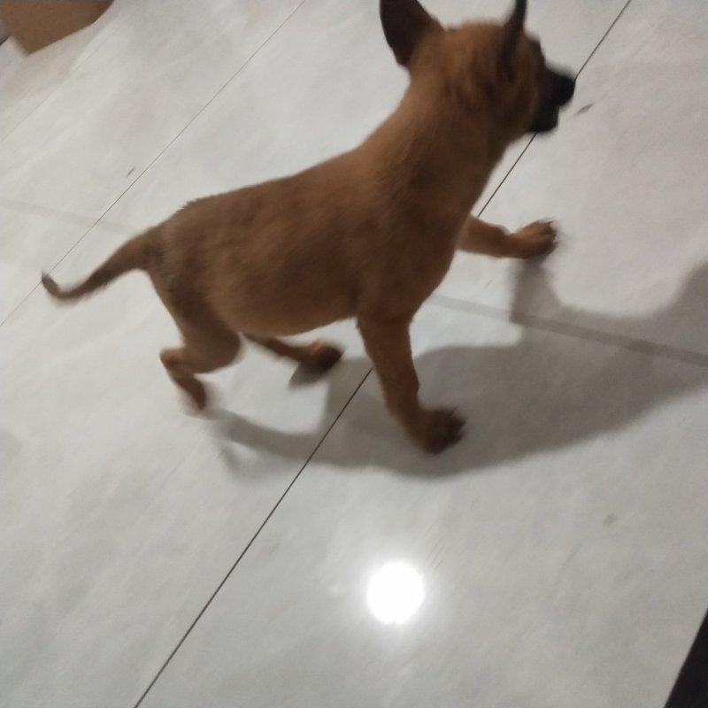 马犬比利时马里努阿犬幼犬狗幼崽猛犬大型犬工作犬