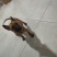 马犬比利时马里努阿犬幼犬狗幼崽猛犬大型犬工作犬