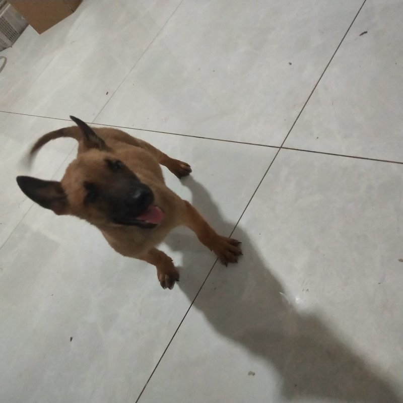 马犬比利时马里努阿犬幼犬狗幼崽猛犬大型犬工作犬