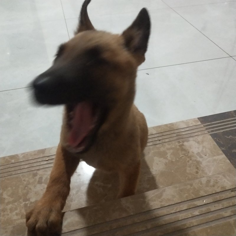 马犬比利时马里努阿犬幼犬狗幼崽猛犬大型犬工作犬