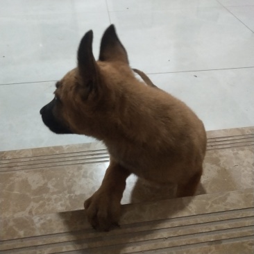 马犬比利时马里努阿犬幼犬狗幼崽猛犬大型犬工作犬
