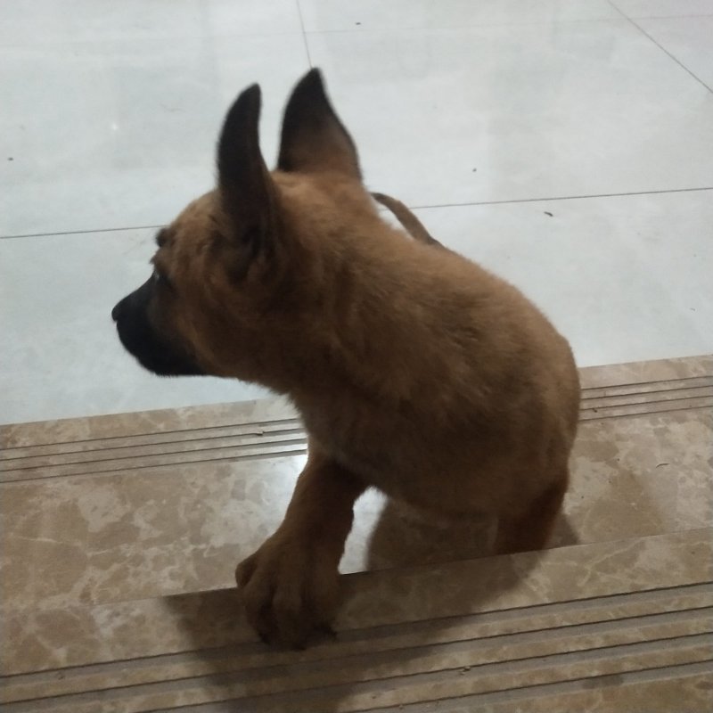 马犬比利时马里努阿犬幼犬狗幼崽猛犬大型犬工作犬