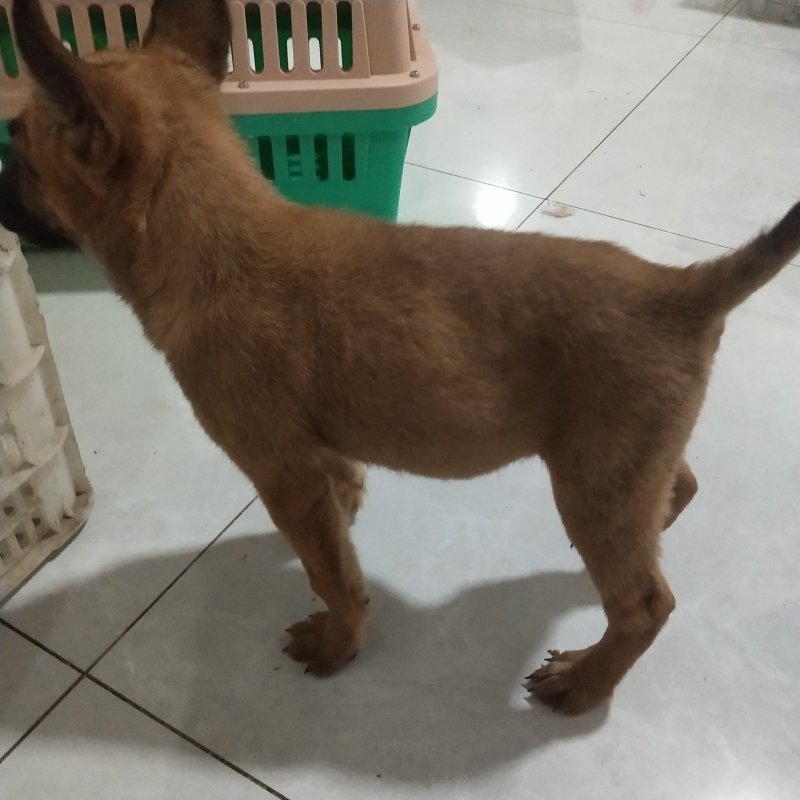 马犬比利时马里努阿犬幼犬狗幼崽猛犬大型犬工作犬
