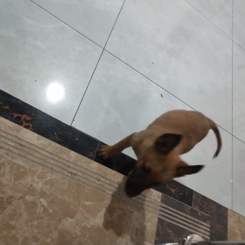 马犬比利时马里努阿犬幼犬狗幼崽猛犬大型犬工作犬