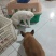 马犬比利时马里努阿犬幼犬狗幼崽猛犬大型犬工作犬