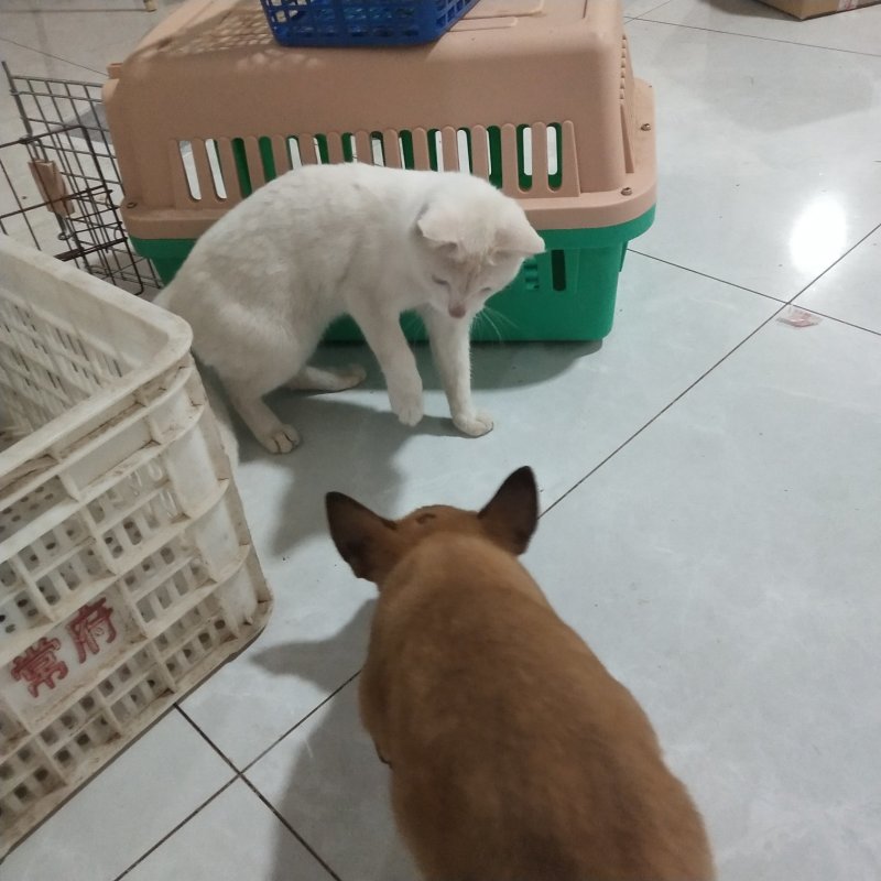 马犬比利时马里努阿犬幼犬狗幼崽猛犬大型犬工作犬