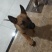 马犬比利时马里努阿犬幼犬狗幼崽猛犬大型犬工作犬