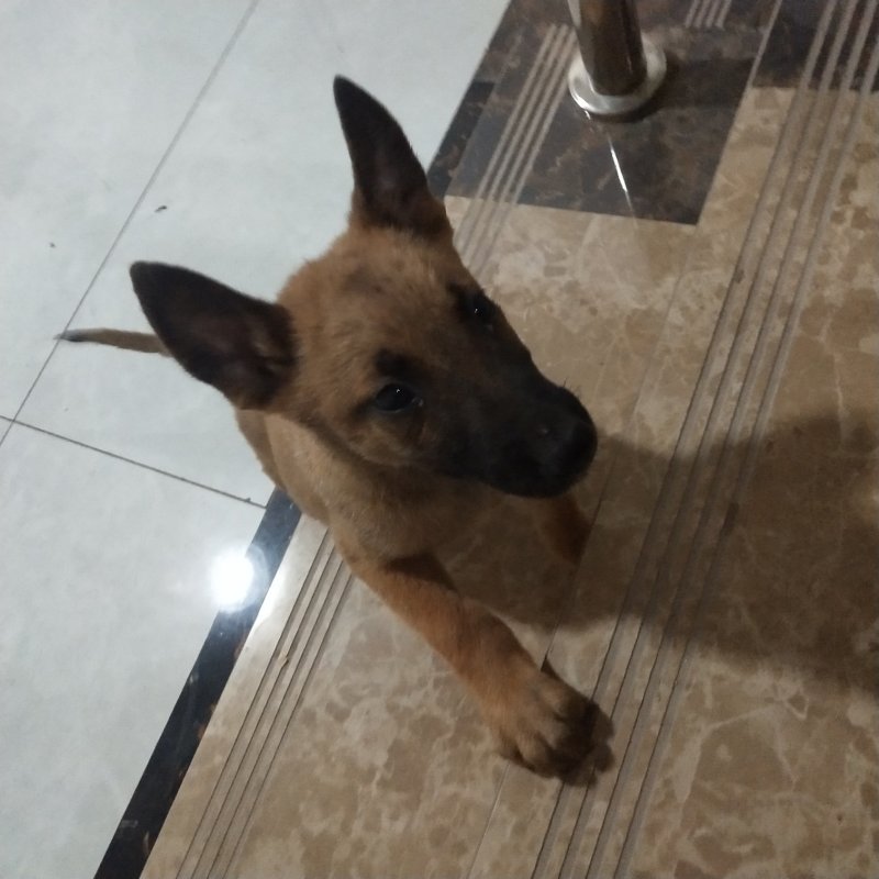 马犬比利时马里努阿犬幼犬狗幼崽猛犬大型犬工作犬