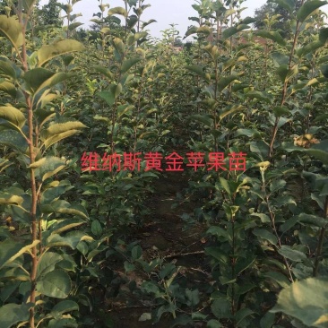 2年生维纳斯黄金苹果苗大量供应中，品种保障