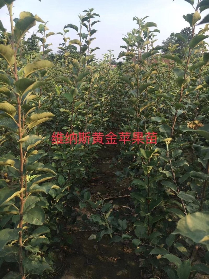 2年生维纳斯黄金苹果苗大量供应中，品种保障
