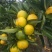 【甄选】陕西城固特早蜜桔，品质好产量大，口感酸甜适中，无籽！