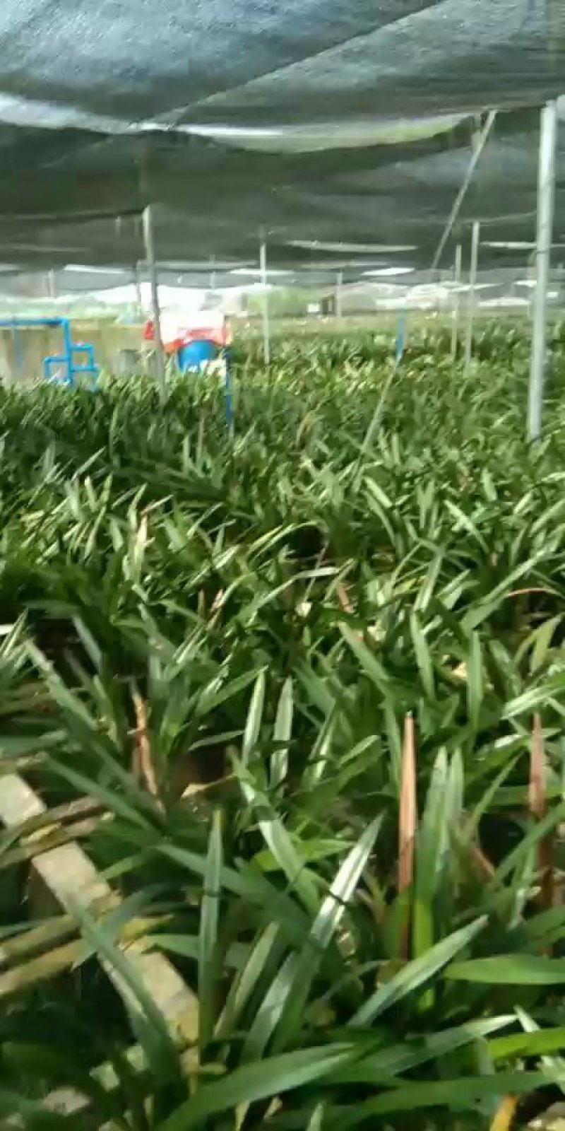 兰花