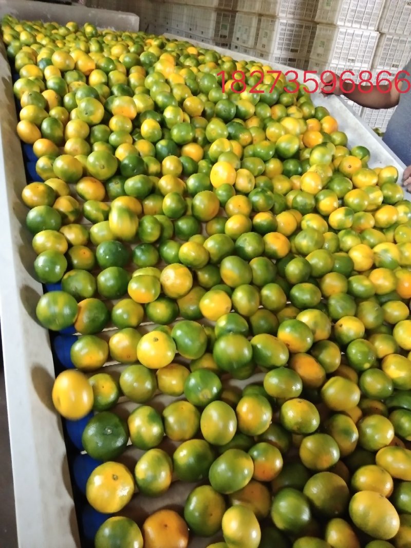 【精选东江湖优质蜜橘】皮薄味甜酸甜多汁大量上市