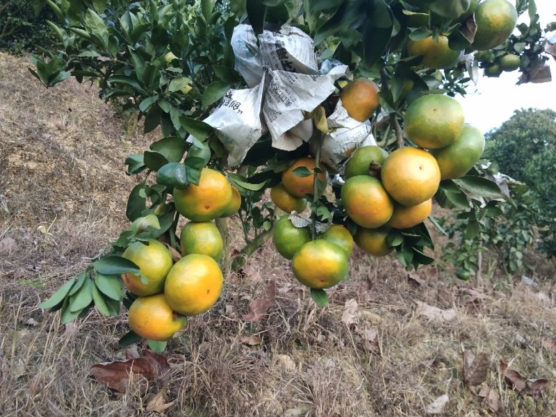 【精选东江湖优质蜜橘】皮薄味甜酸甜多汁大量上市