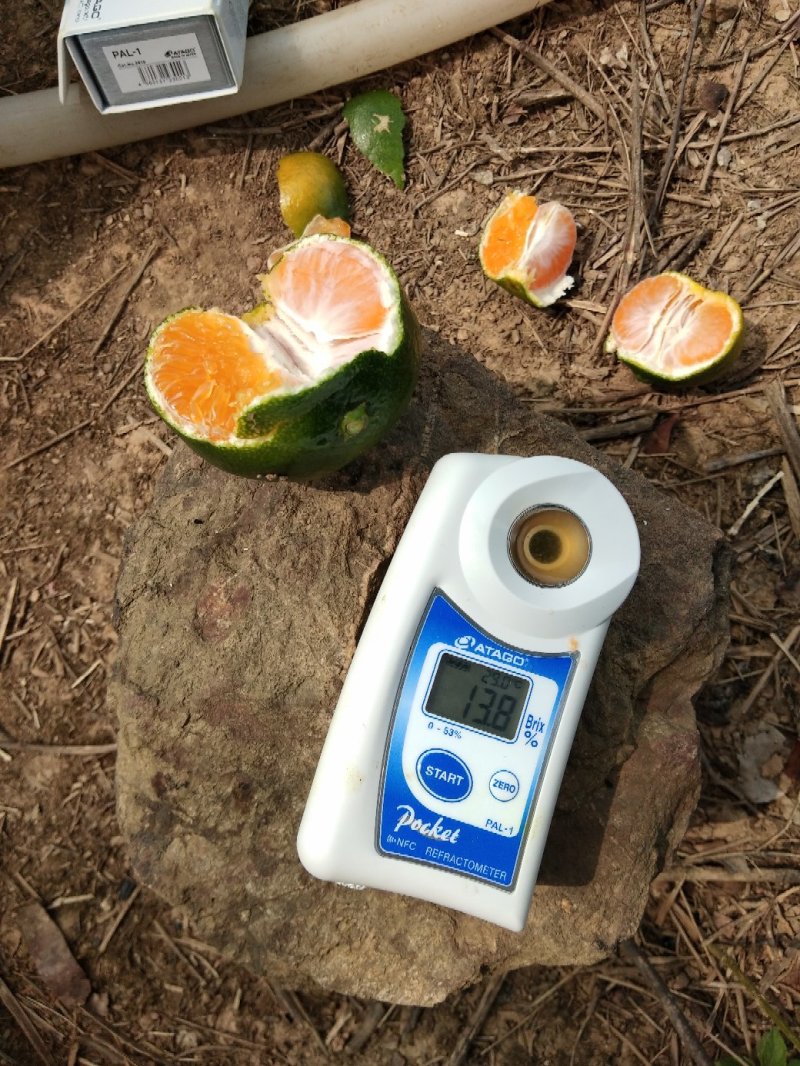 【精选东江湖优质蜜橘】皮薄味甜酸甜多汁大量上市