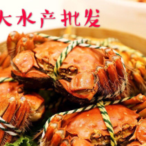 🦀江苏兴化六月黄大闸蟹小龙虾，精品蟹塘货，全国发货。