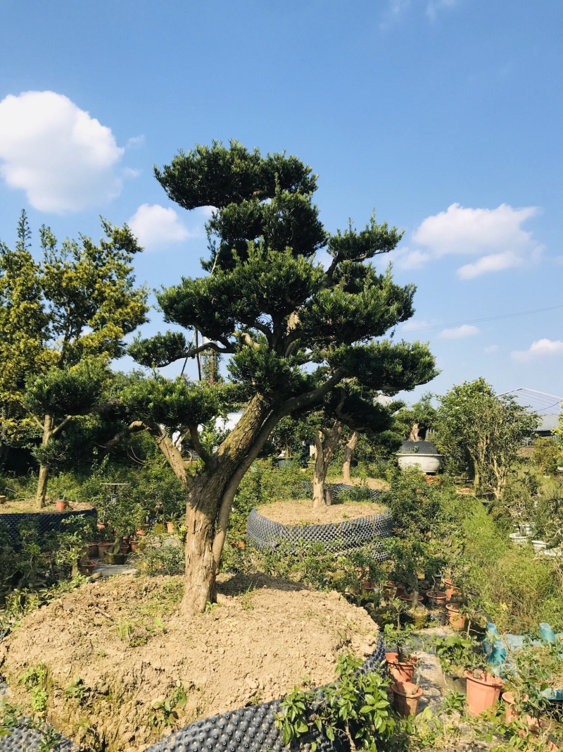 罗汉松造型