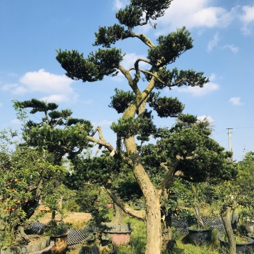 罗汉松造型