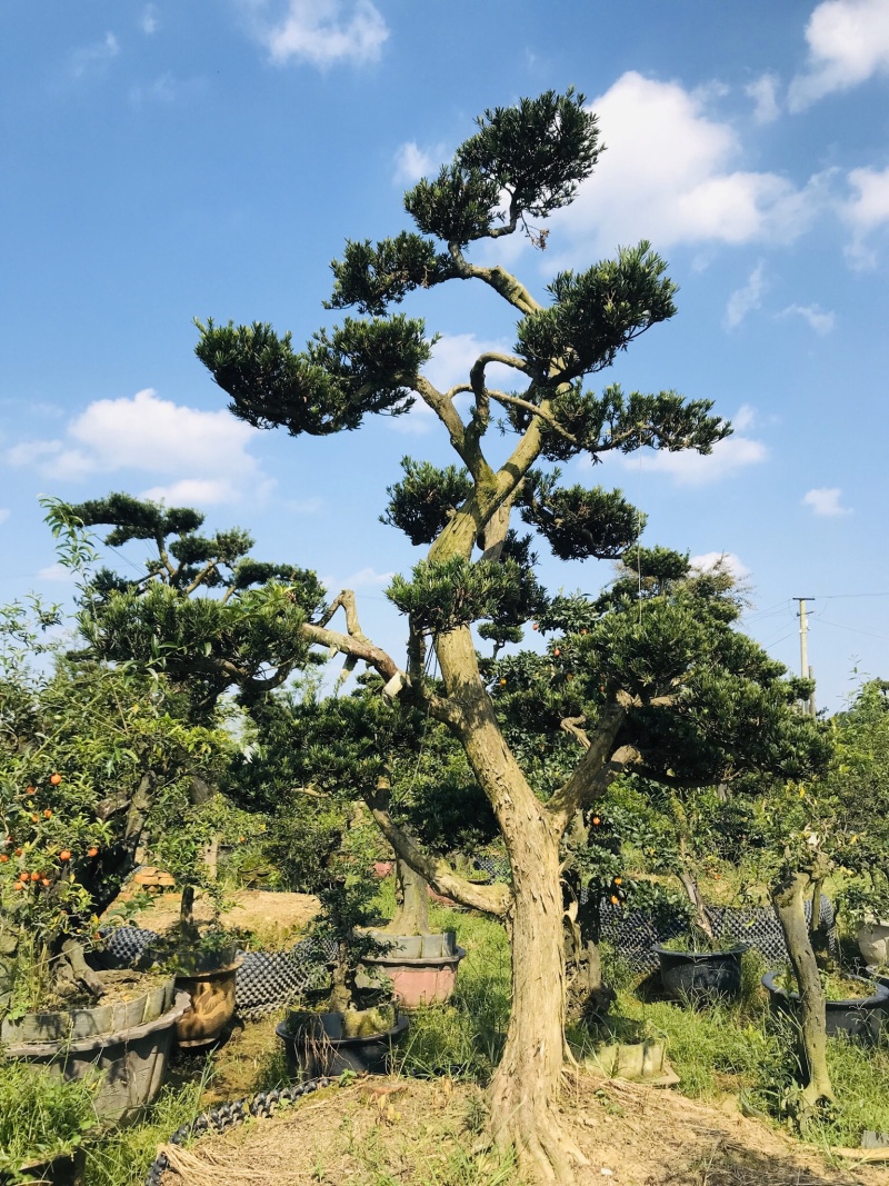 罗汉松造型