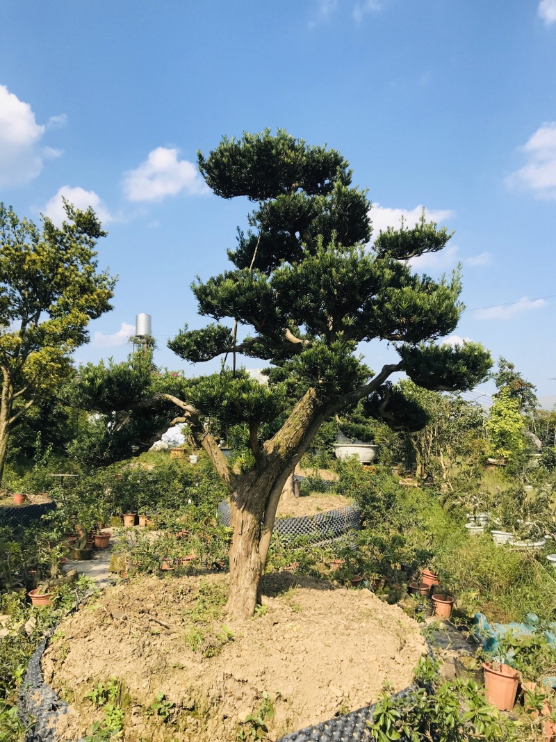 罗汉松造型