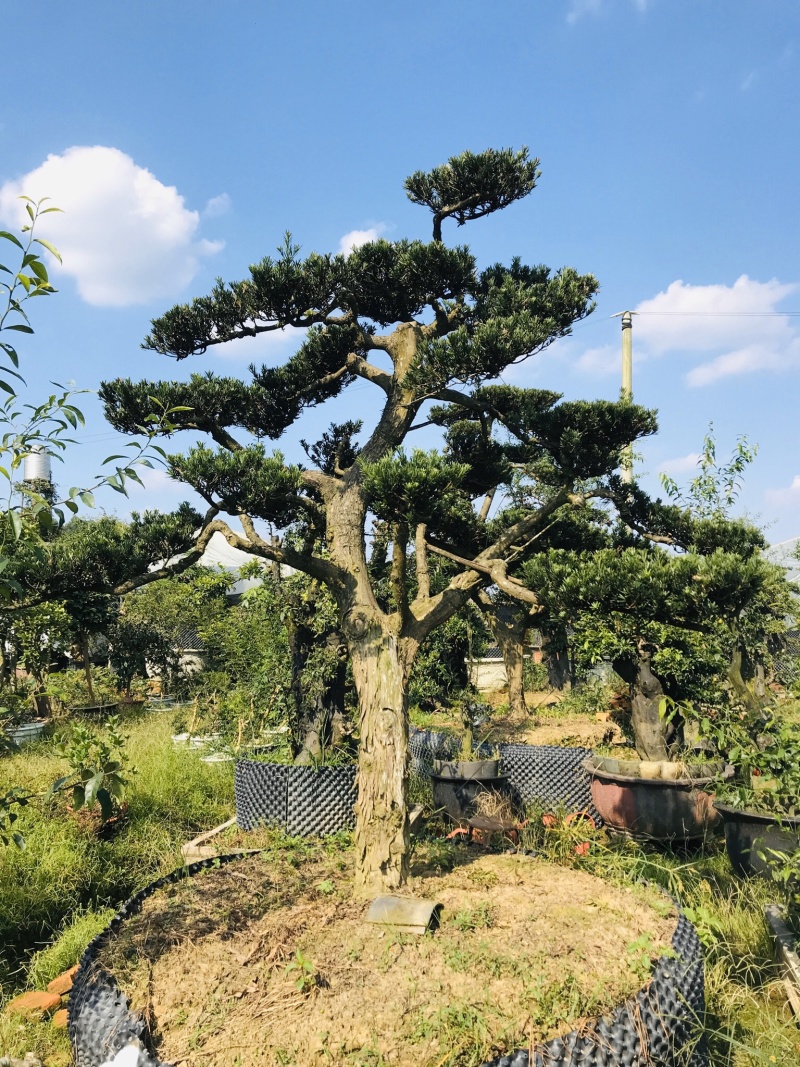 罗汉松造型