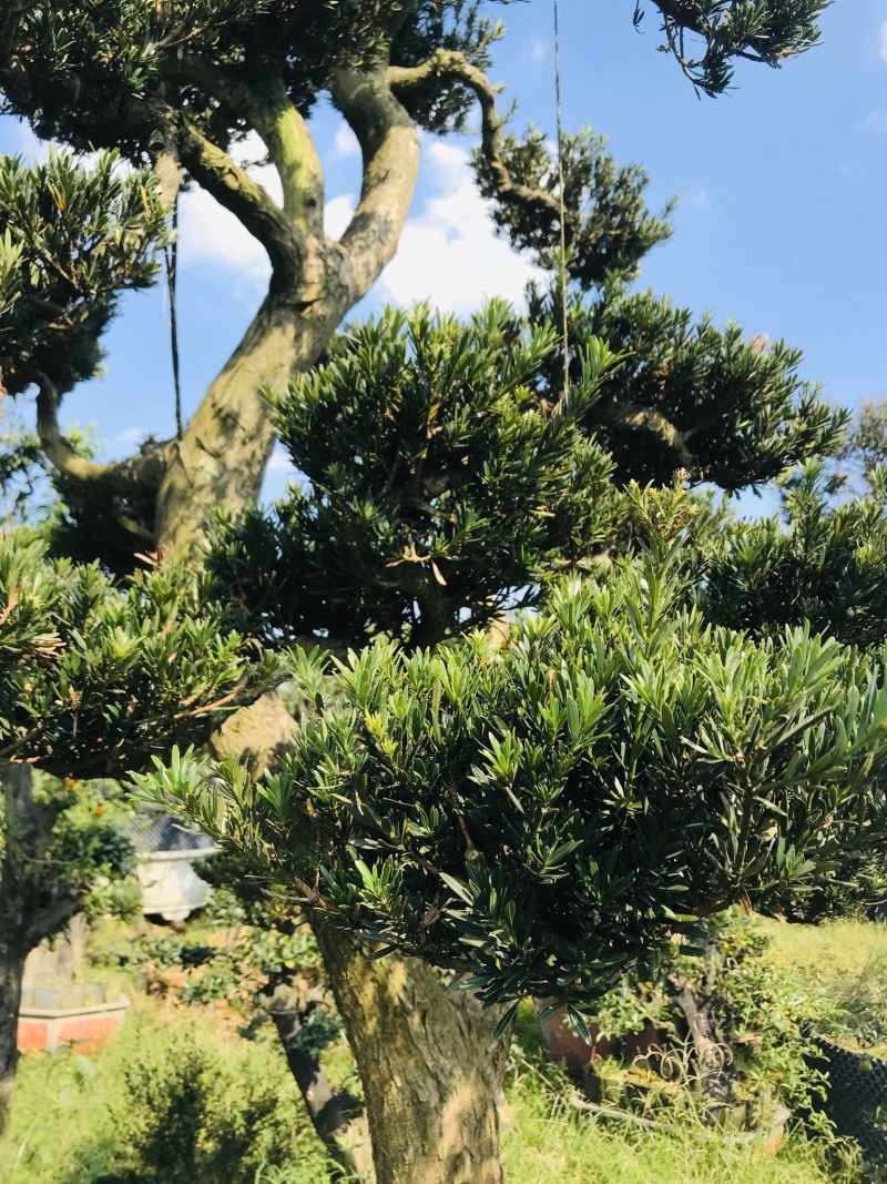 罗汉松造型