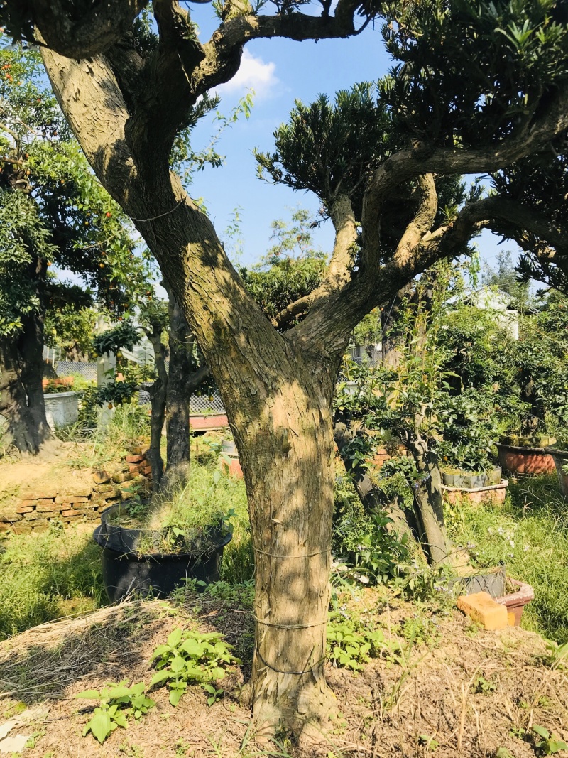 罗汉松造型