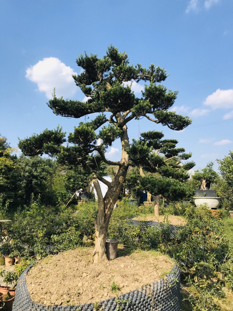 罗汉松造型