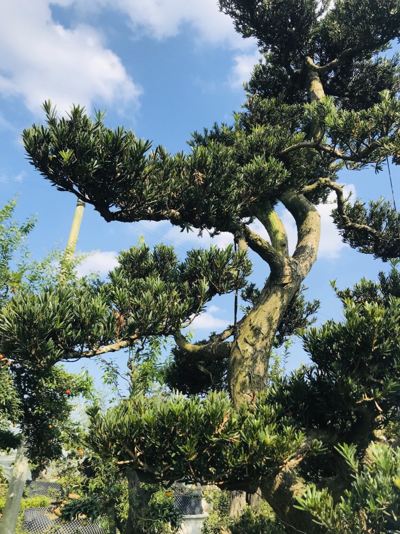 罗汉松造型