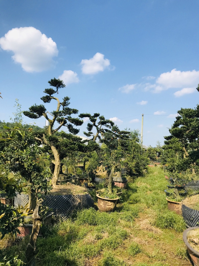 罗汉松造型