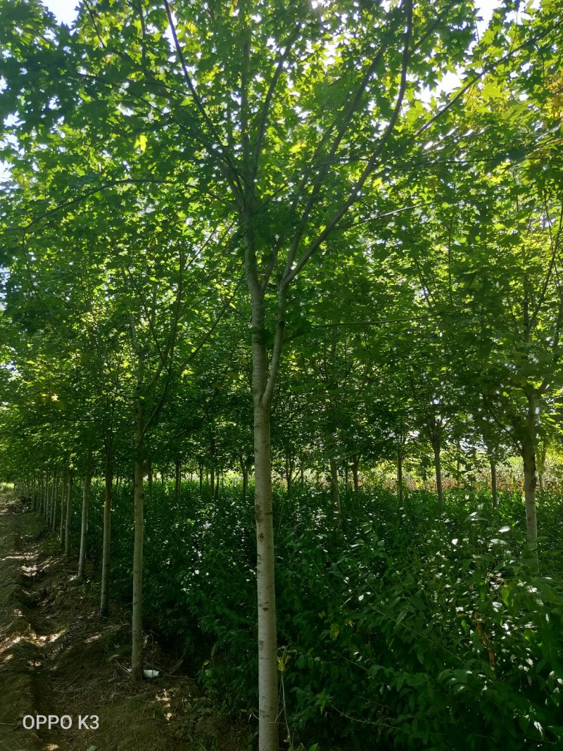 美国红枫秋火焰8-10公分，抗寒性优良，内蒙，新疆可成活