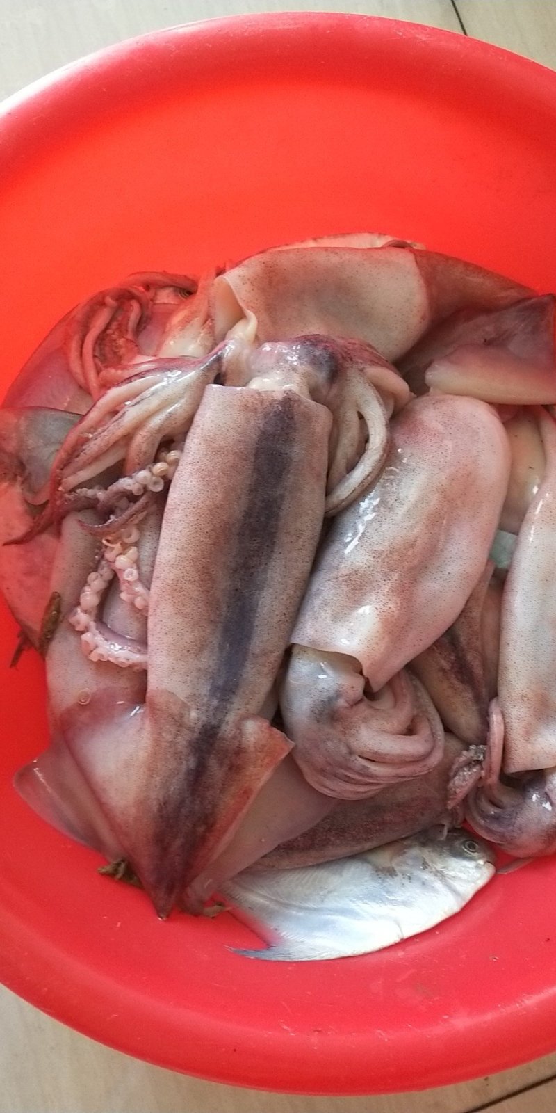鱿鱼大量有货