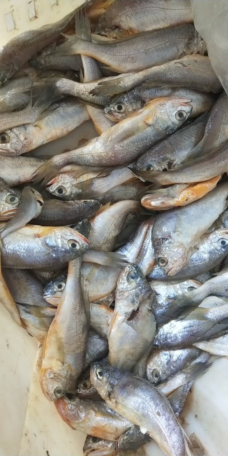 本地渤海花鱼有货
