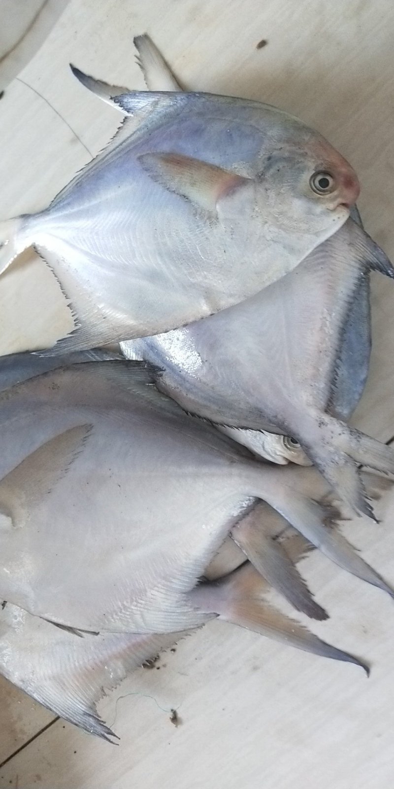 本地银鲳鱼，各种规格