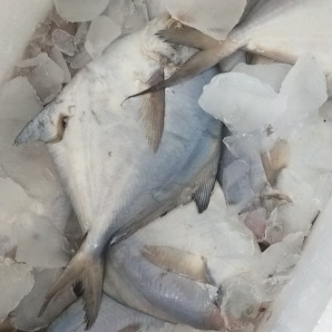 本地银鲳鱼，各种规格