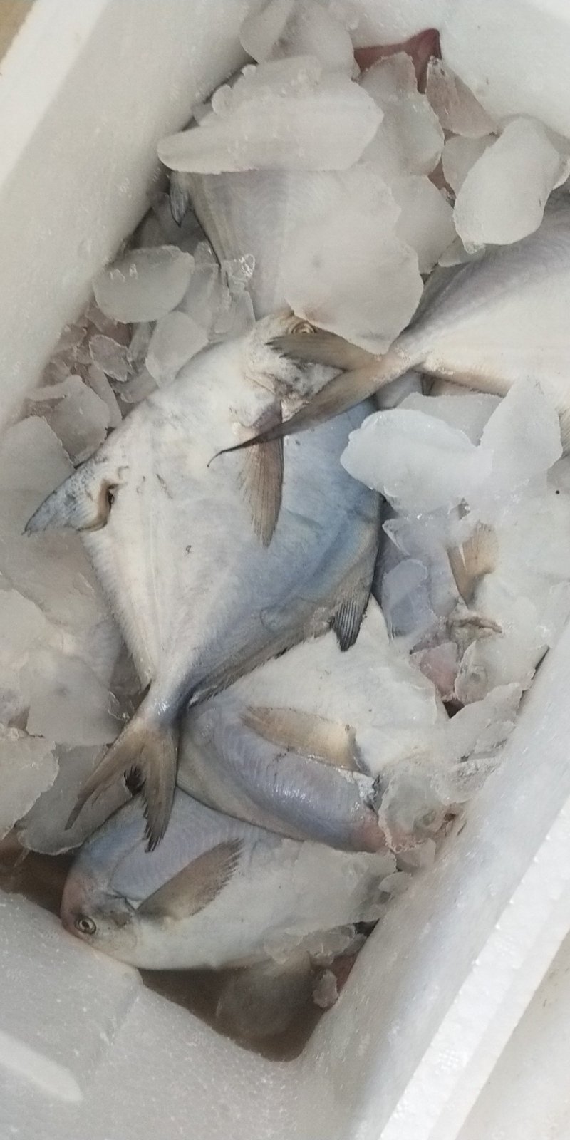 本地银鲳鱼，各种规格