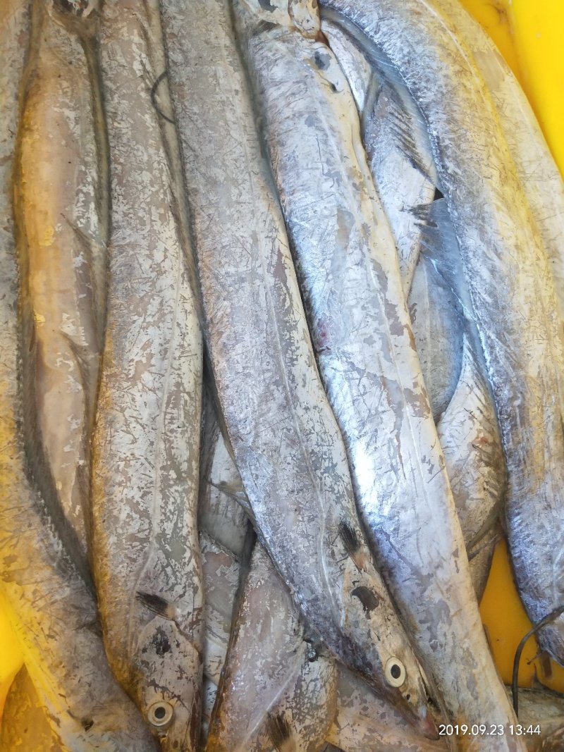 本地渤海湾刀鱼，各种规格有货